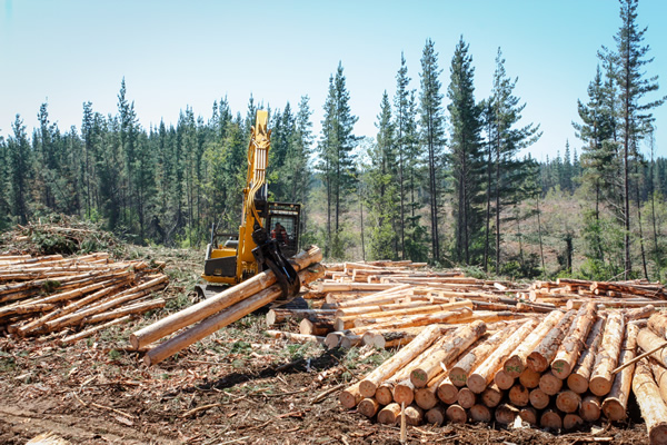 logging