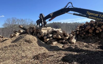 Reaves Timber is Now Buying Poplar Peeler Logs – $60/Ton Delivered!
