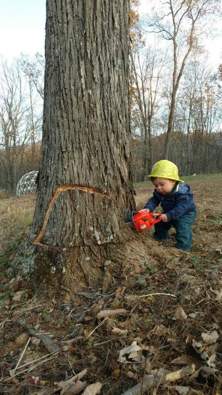 ridge cutting tree land clearing service